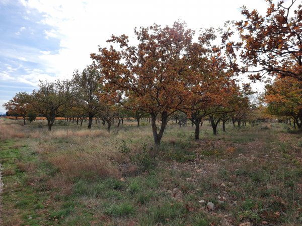 Truffes en Provence, notre trésor gastronomique !
